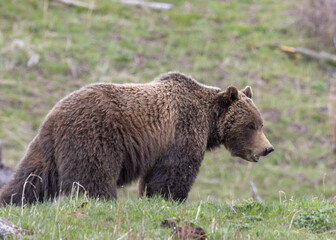 Grizzly Bear in Yellowstone National Park Wyoming in Springtime