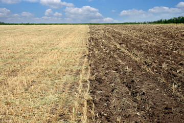 Harvested agricultural field with dry wheat stalks.