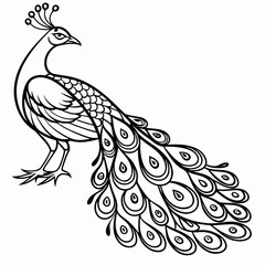 Fototapeta premium peacock vector illustration
