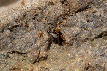Envol Lassius sp. fourmis