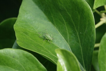 Speckled Bush Cricket (Leptophyes punctatissima)