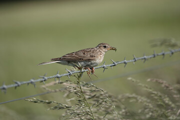 A Skylark (Alauda arvensis) perched on a barbed wire fence