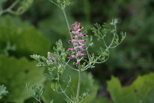 Flowers of Common fumitory (Fumaria officinalis)