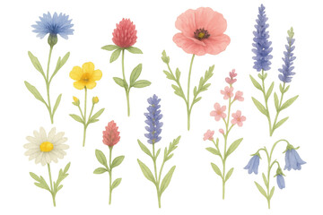 Vibrant wildflowers blossoming, soft transparent backdrop highlighting delicate petals, botanical design element for nature-inspired graphics