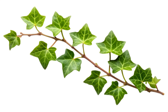 A green ivy branch with multiple leaves isolated on a transparent background