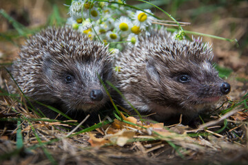 In the forest there are two little hedgehogs in the grass.
