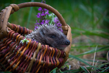 In the forest, a hedgehog sits in a basket with daisies.
