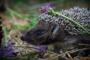 In the forest in summer there is a small hedgehog in the grass.