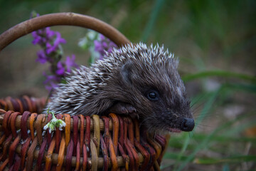 In the forest, a hedgehog sits in a basket with daisies.