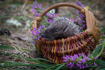 In the forest, a hedgehog sits in a basket with daisies.
