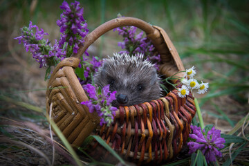 In the forest, a hedgehog sits in a basket with daisies.