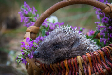 In the forest, a hedgehog sits in a basket with daisies.