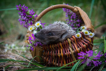 In the forest, a hedgehog sits in a basket with daisies.