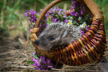 In the forest, a hedgehog sits in a basket with daisies.