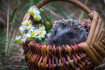 In the forest, a hedgehog sits in a basket with daisies.