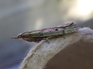Close up of a Bee Moth (Aphomia sociella)