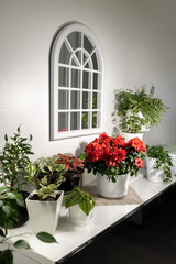 Red Azalea blooms in the living room. Houseplants stand on the chest of drawers in the living room. Photo