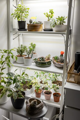 Succulents grow on a shelf. Artificial lighting for indoor plants. Photo
