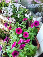 flowers in pots