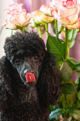 Black poodle sitting on the background of red and white roses
