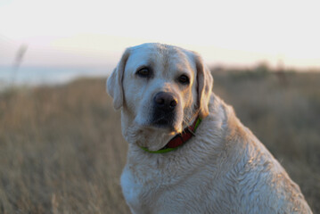 Close-up of a white Labrador's muzzle