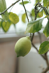A young potted lemon tree with two green lemons hanging from branches. Bright green leaves and light blurred background create a fresh, cozy indoor vibe.