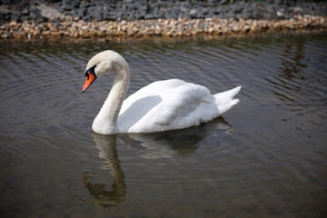 Elegant white swan gracefully glides through a calm pond, creating gentle ripples around it. The serene setting captures the natural beauty and tranquility of the swan's effortless movement.
