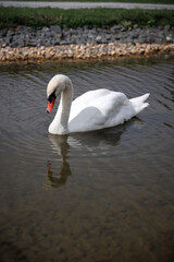 Elegant white swan gracefully glides through a calm pond, creating gentle ripples around it. The...