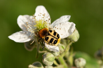 coléoptère trichius butinant une fleur blanche