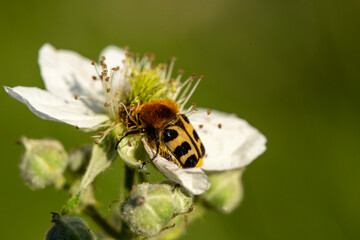 coléoptère trichius butinant une fleur blanche