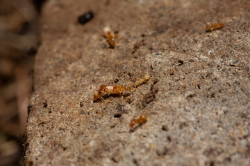 Intérieur de nid de fourmis Lasius sp. avec son couvain-oeufs.