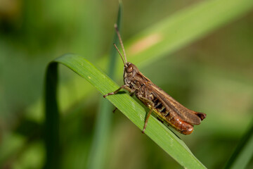 Sauterelle au repos sur tige verte