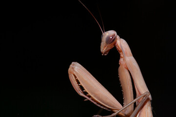 Détail de mante religieuse Mantis religiosa