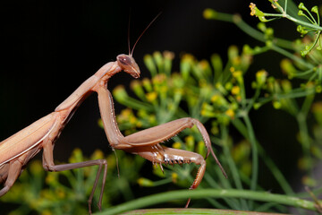 Détail de mante religieuse Mantis religiosa