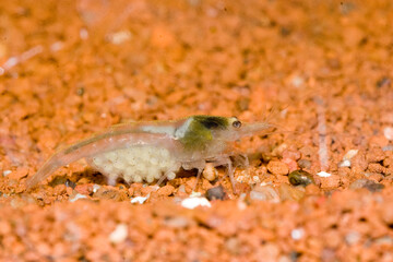 White Pearl Crevette, Crevette perle blanche, Neocaridina palmata