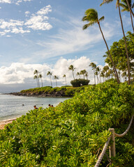 Playa paradisiaca y palmeras mas vegetacion