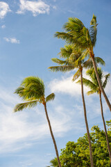 Palmeras en una costa tropical