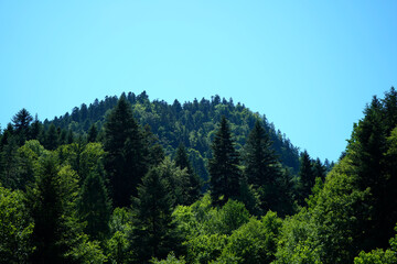 Obraz premium Lush green forest trees under clear bright blue sky. Tall pine and deciduous trees cover the mountain ridge. Scenic nature landscape with vibrant foliage and sunny weather for outdoor activities.
