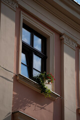 Classic window with black frame in pink building wall. White decorative trim and flower box with...