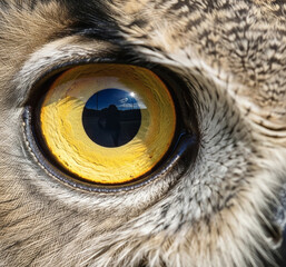 close up of a owl