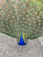 Obraz premium peacock with feathers