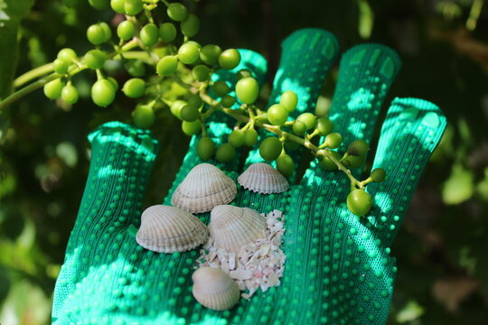 weinrebe mit muscheln und muschelkalk