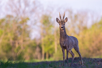 Portrait roebuck in a field