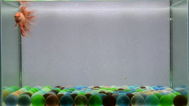 Betta fish fancy  orange vandas Halfmoon, from Thailand, Siamese fighting fish isolated on Grey Background