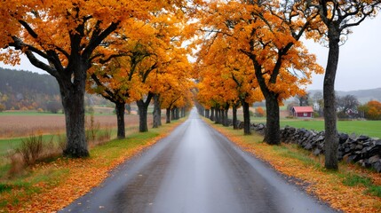 Wet asphalt road leading through golden maple trees in autumn