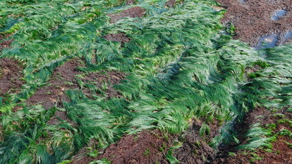 Abundant fresh green gutweed, Ulva intestinalis covers the surface of the tidal area.