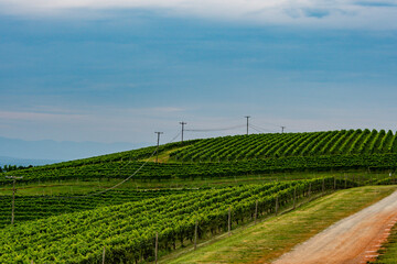 Expansive vineyard landscape in Virginia's wine country. Rows of vibrant grapevines under a cloudy sky, hinting at the agricultural beauty and wine production.