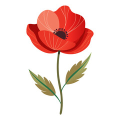 red poppy flower