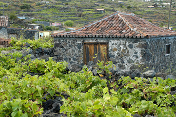 vineyard field with a house to store agricultural tools