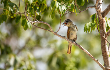 Small singing bird pervaded on a tree with tropical vegetation and green leaves and blurry background on a sunny day in Tulum National park 